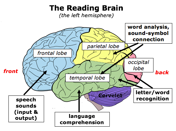 The Reading Brain Dyslexia and Learning DIfferences