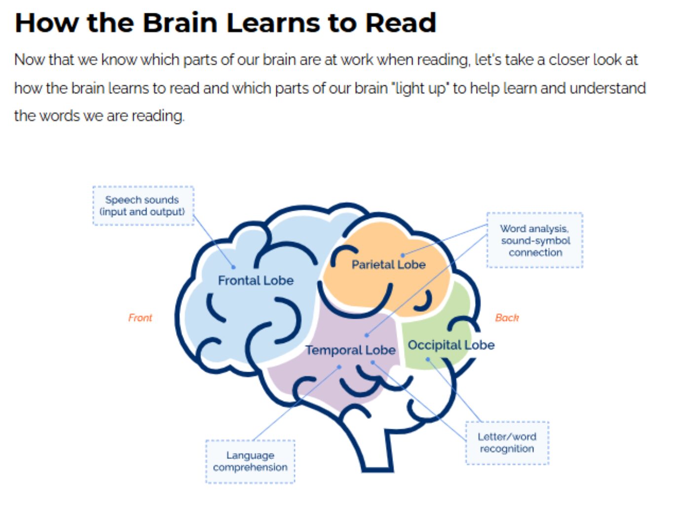 how-the-brain-learns-to-read